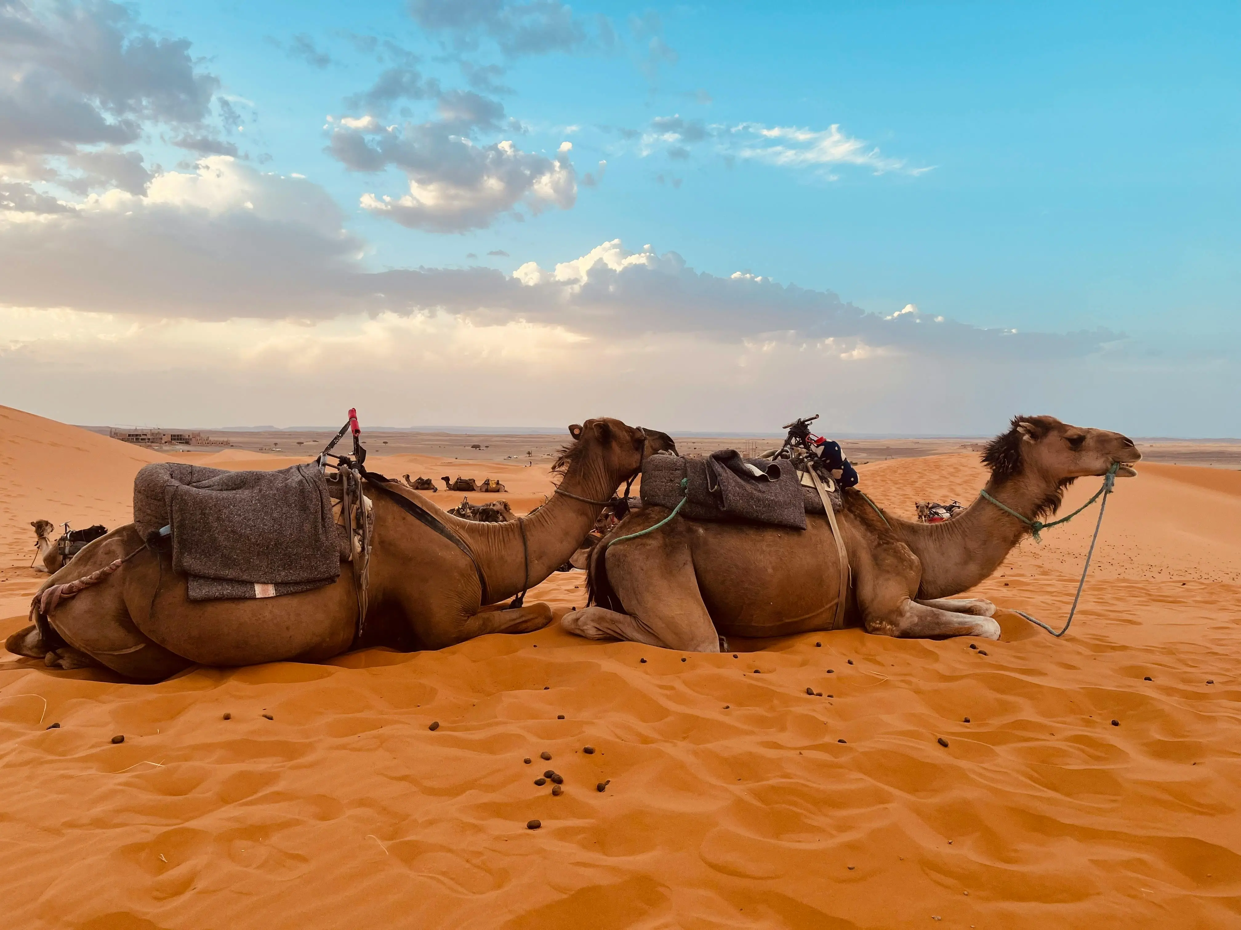 Camel Caravan at Sunset