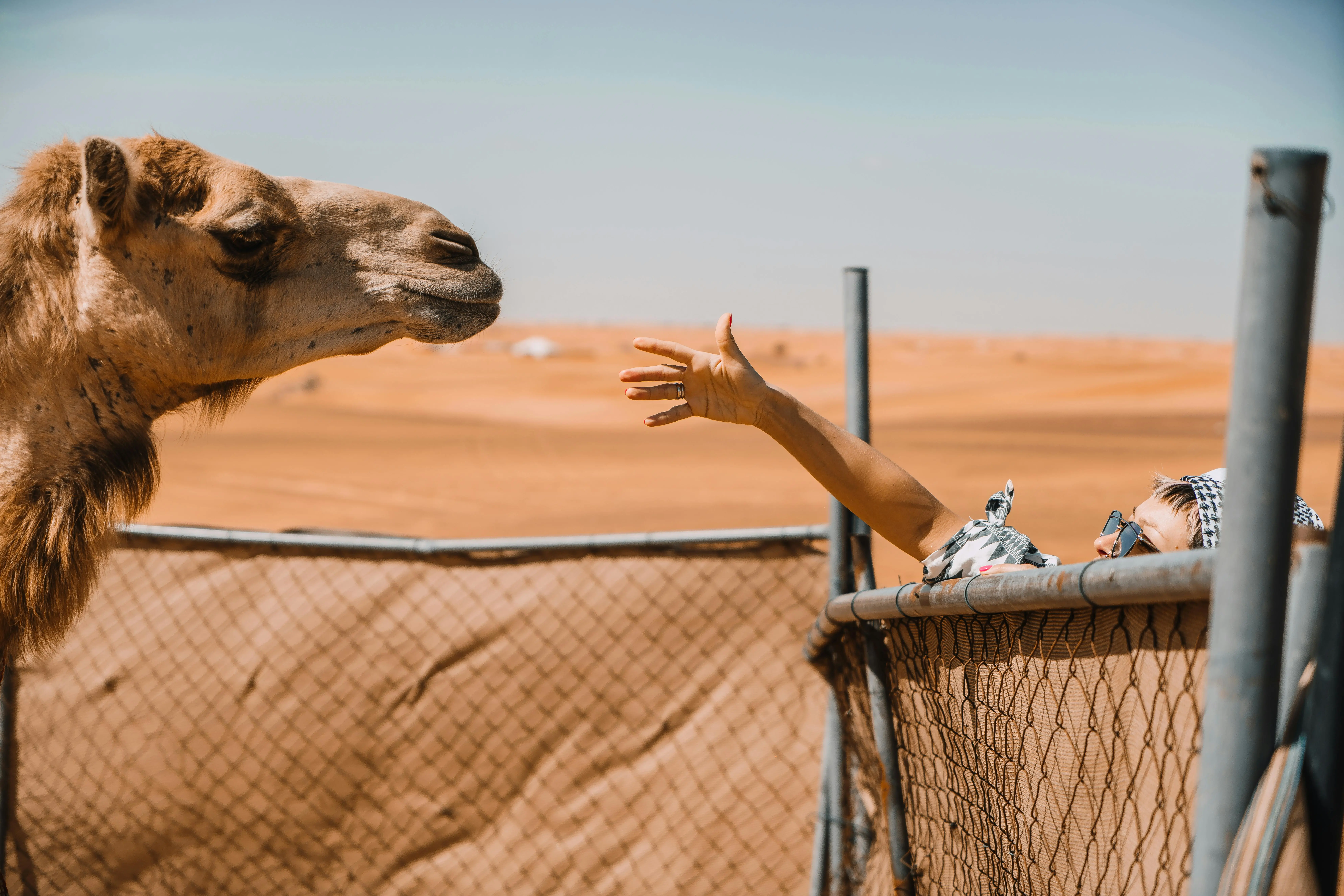 Desert Camels