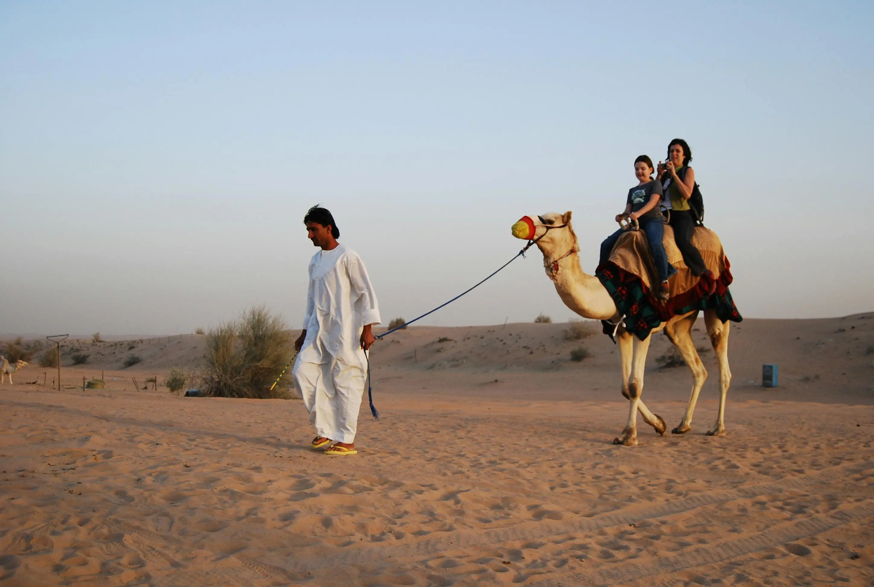 Camels at Sunset