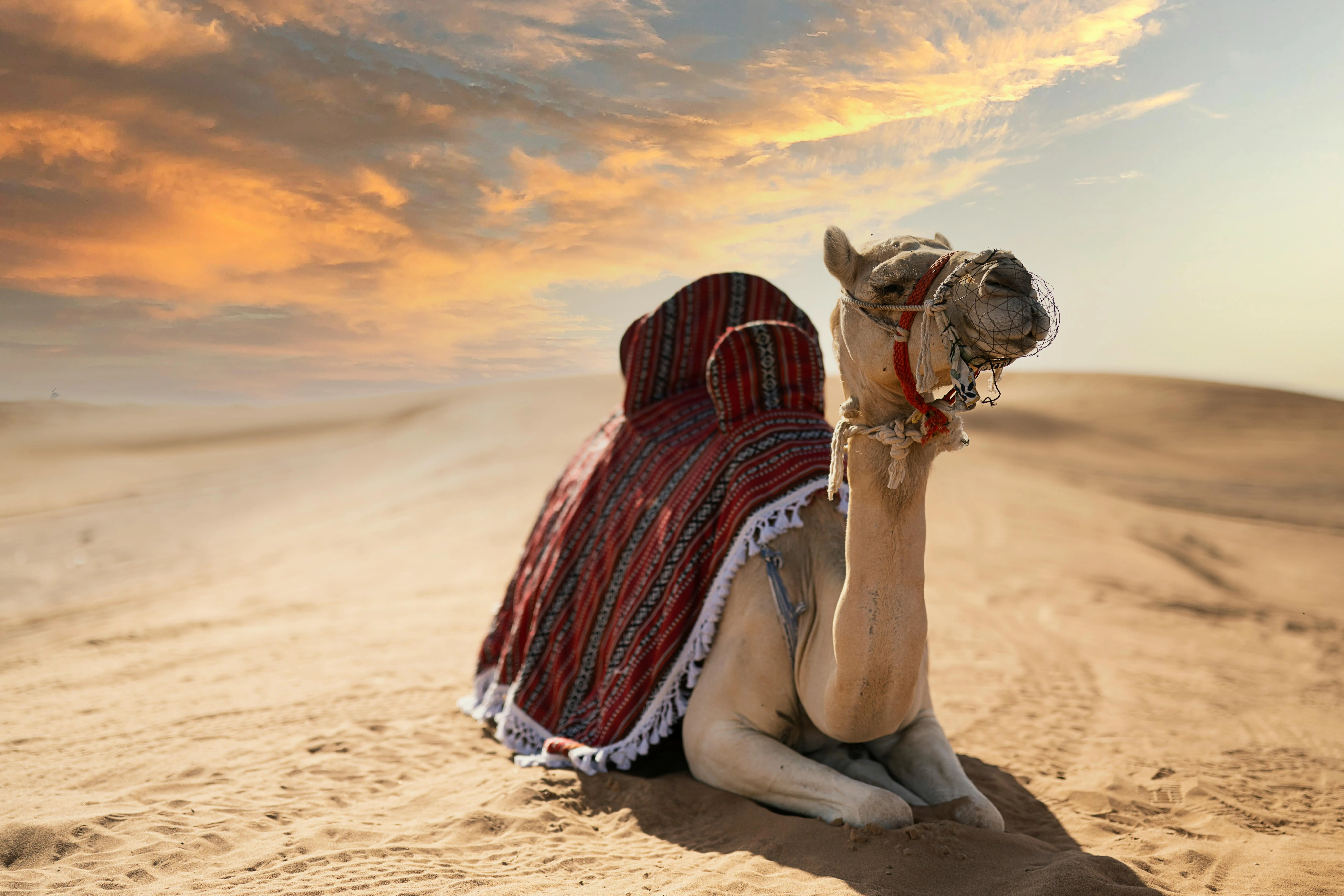 Camel Safari