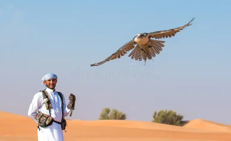 Majestic Falcon Portrait