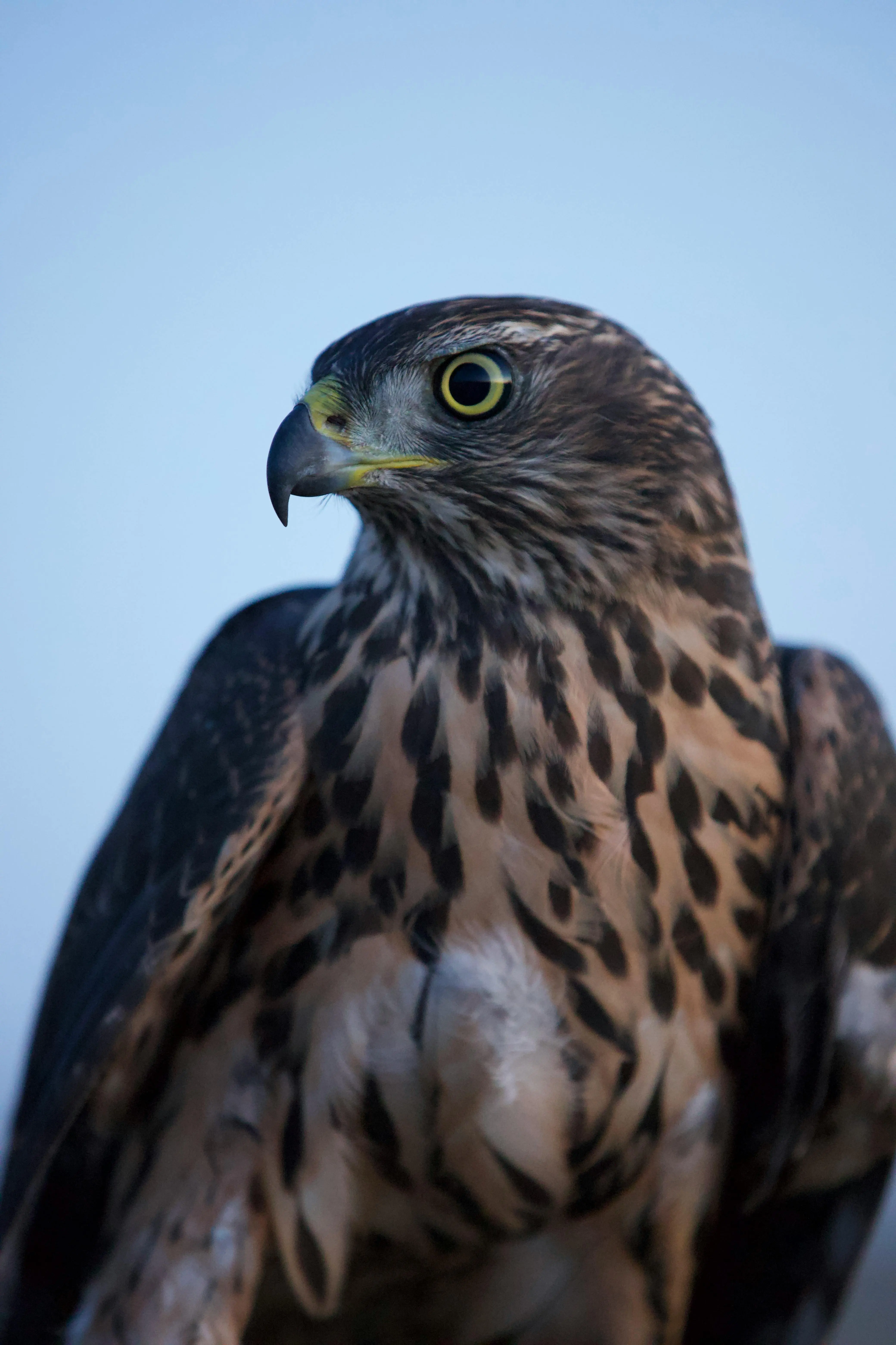 Falcon Interaction