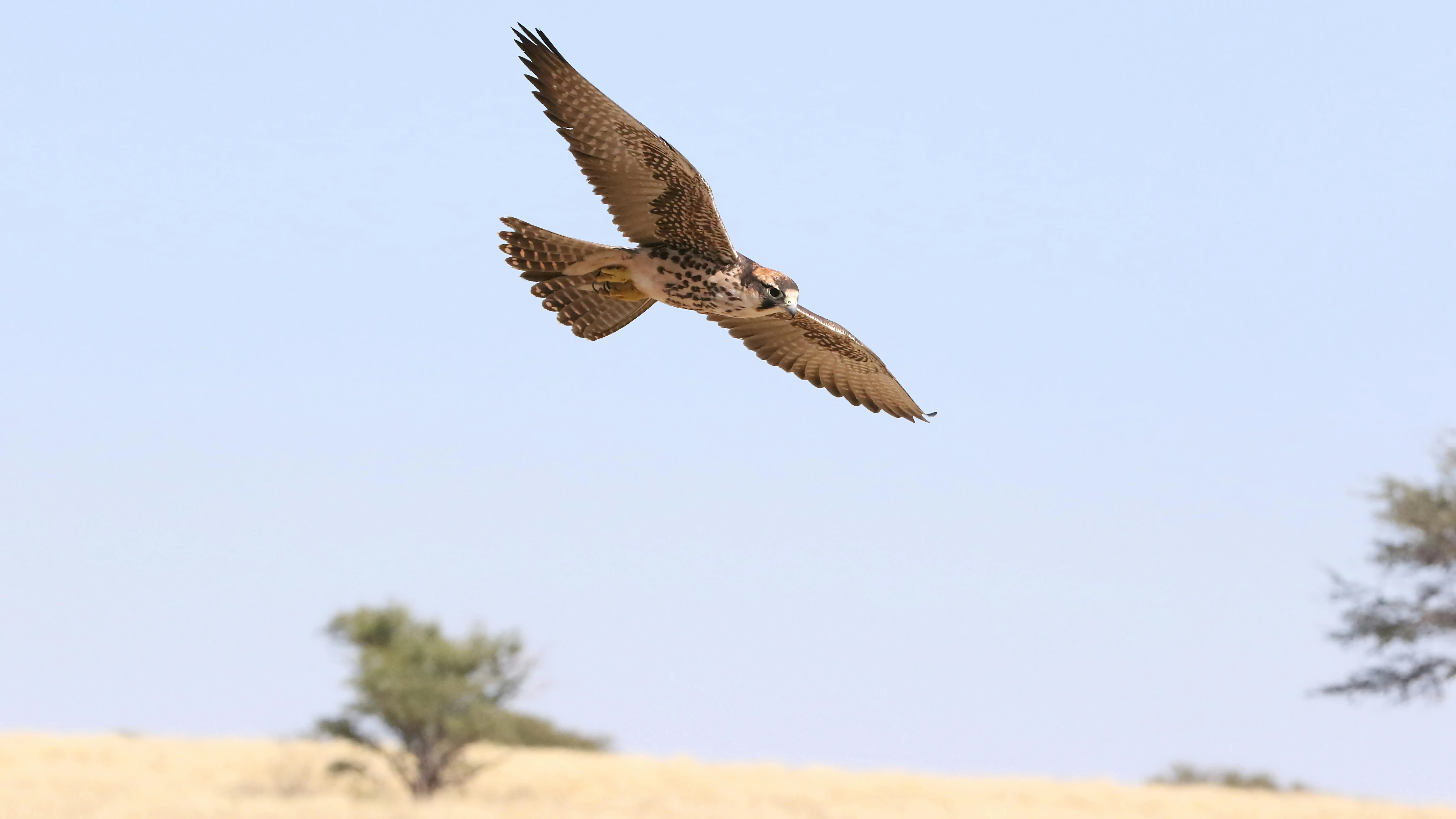 Falconry Experience