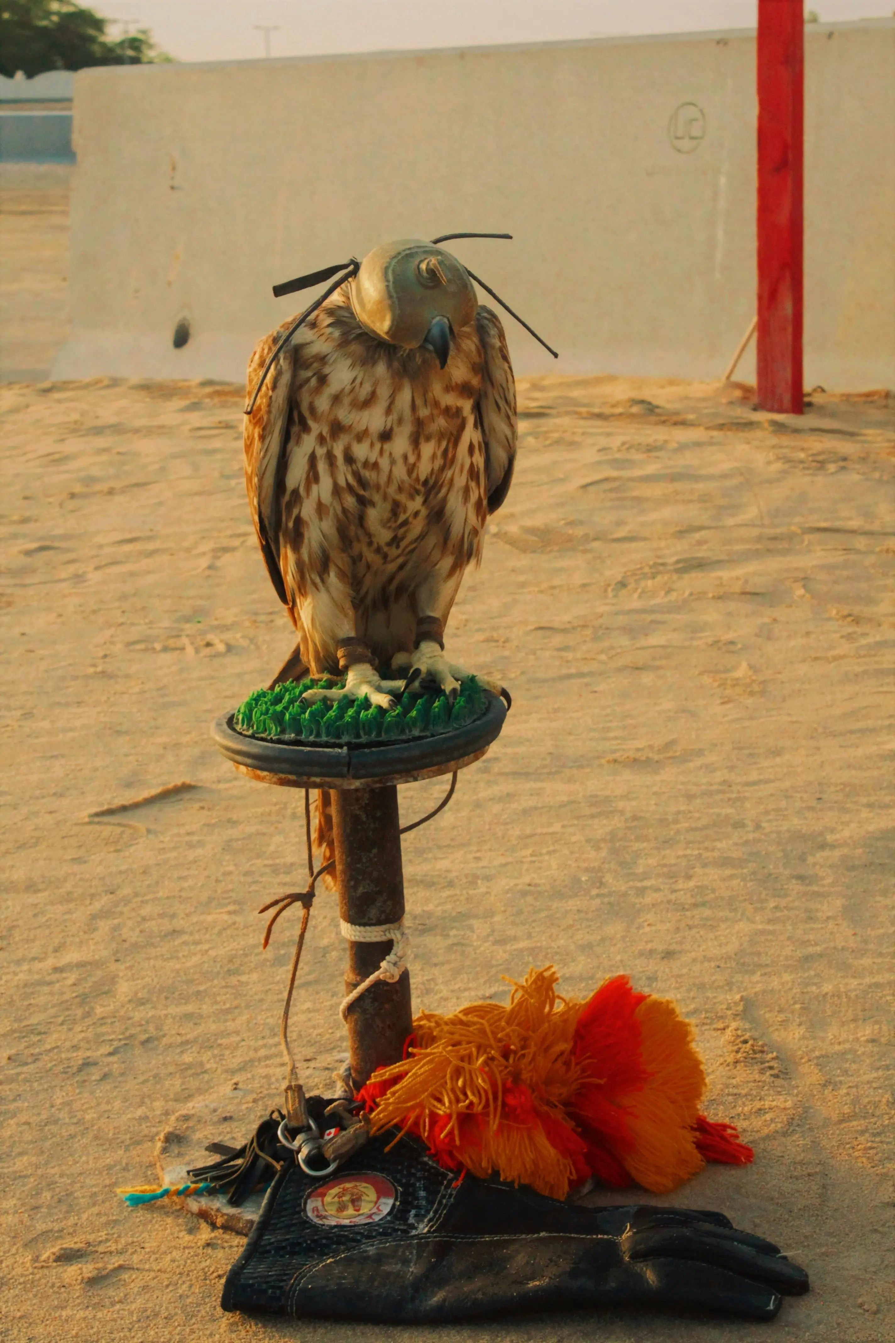 Arabian Falcon