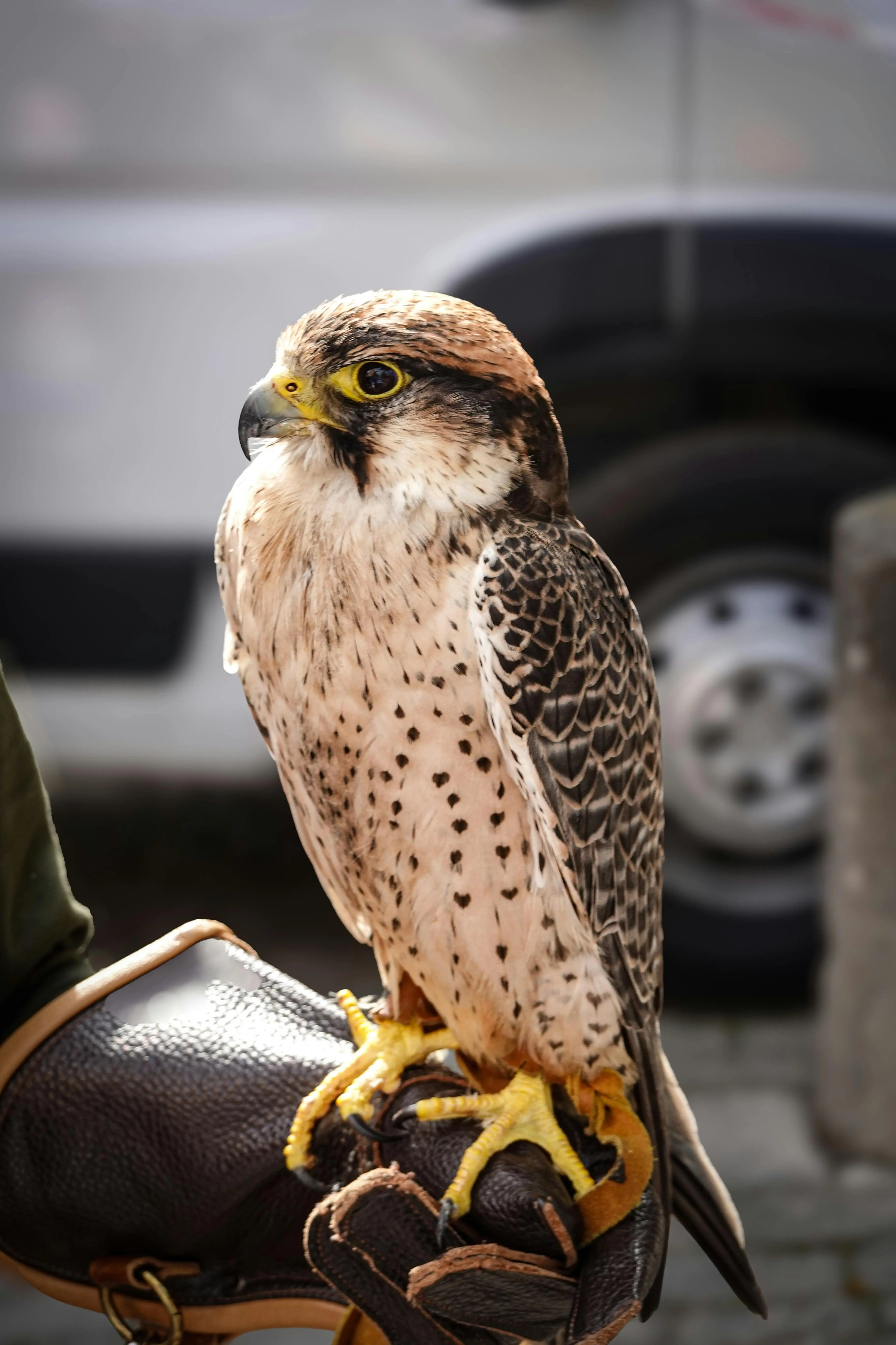 Falcon Portrait