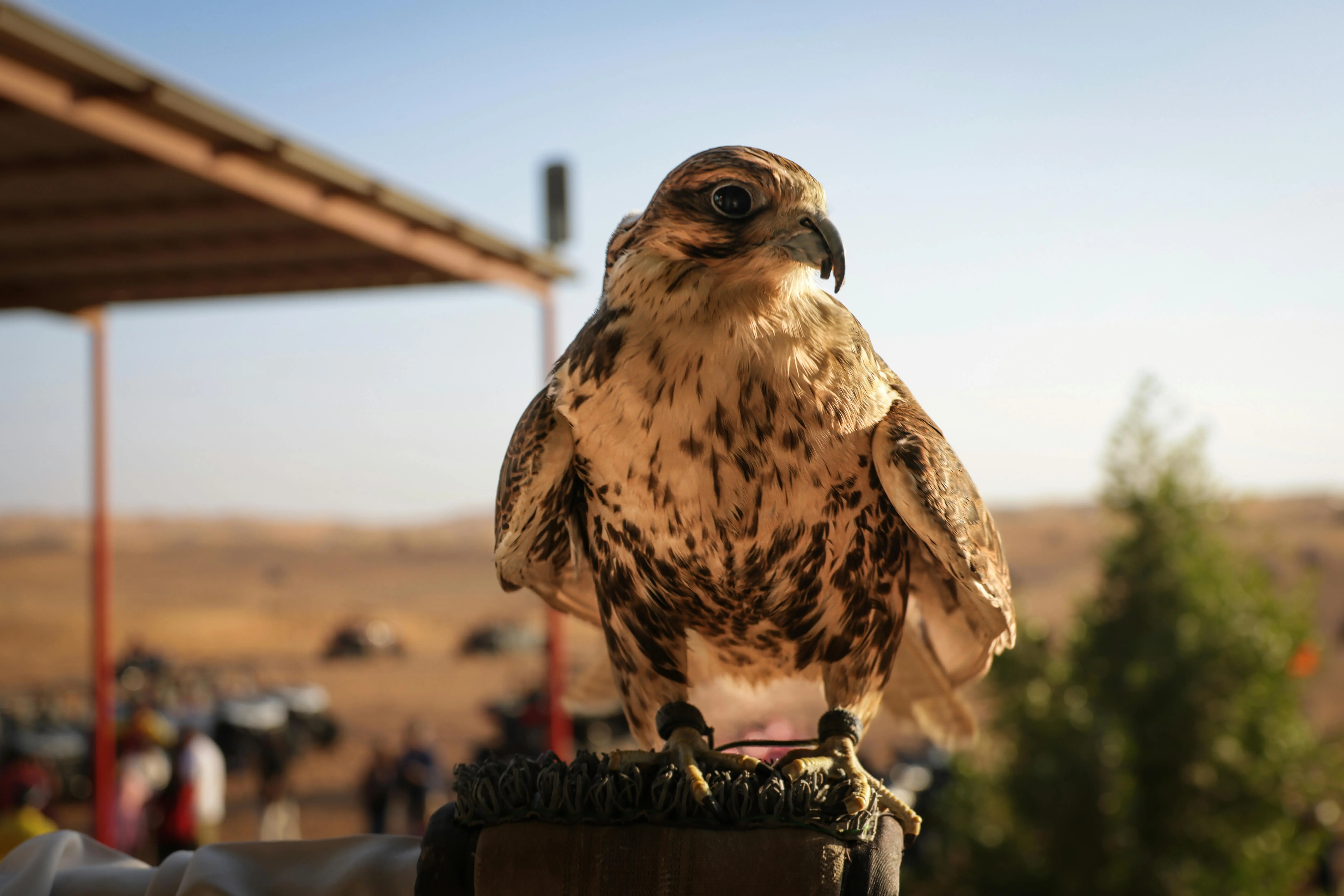 Falconry Culture