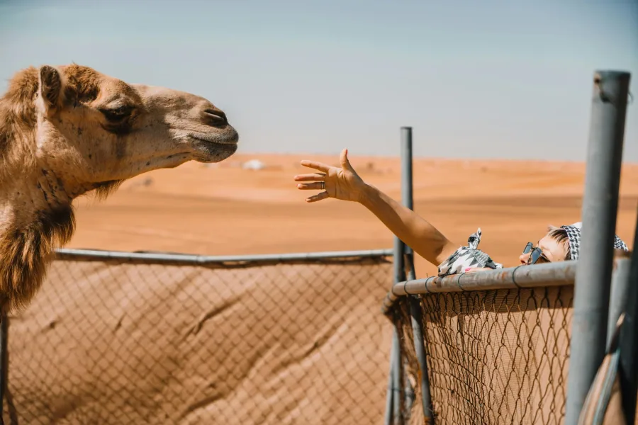 Desert Camels