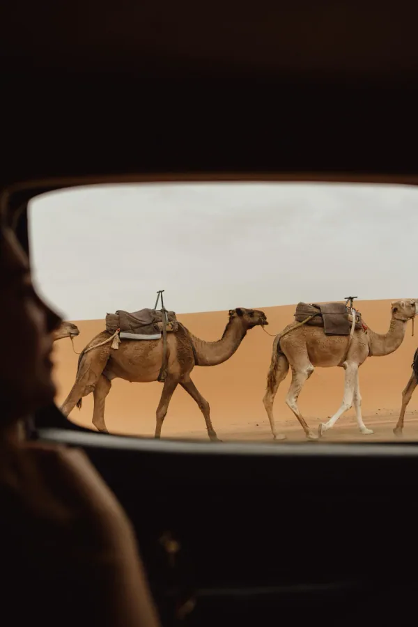 Camel Caravan Journey