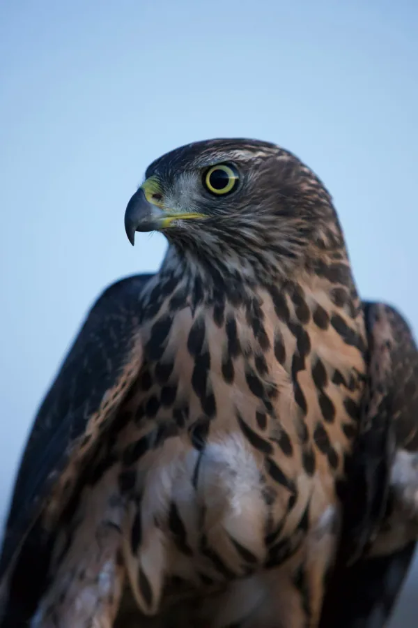 Falcon Interaction